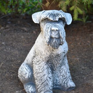 Câine Schnauzer mijlociu-patinat/alb