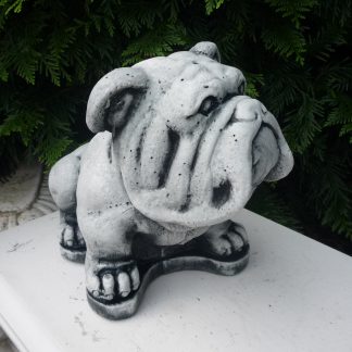 Câine Bulldog șezând/patinat-alb