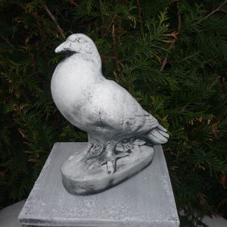 Porumbel mare/patinat-alb