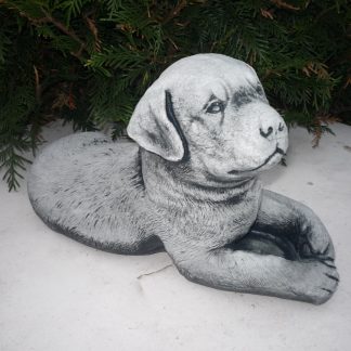 Căine Rotweiler culcat/patinat-alb