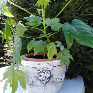 Ghiveci rotund mij.cu flori-patinat/alb-cod- G22