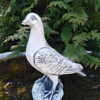 Porumbel mij. frumos cu pene/patinat-alb